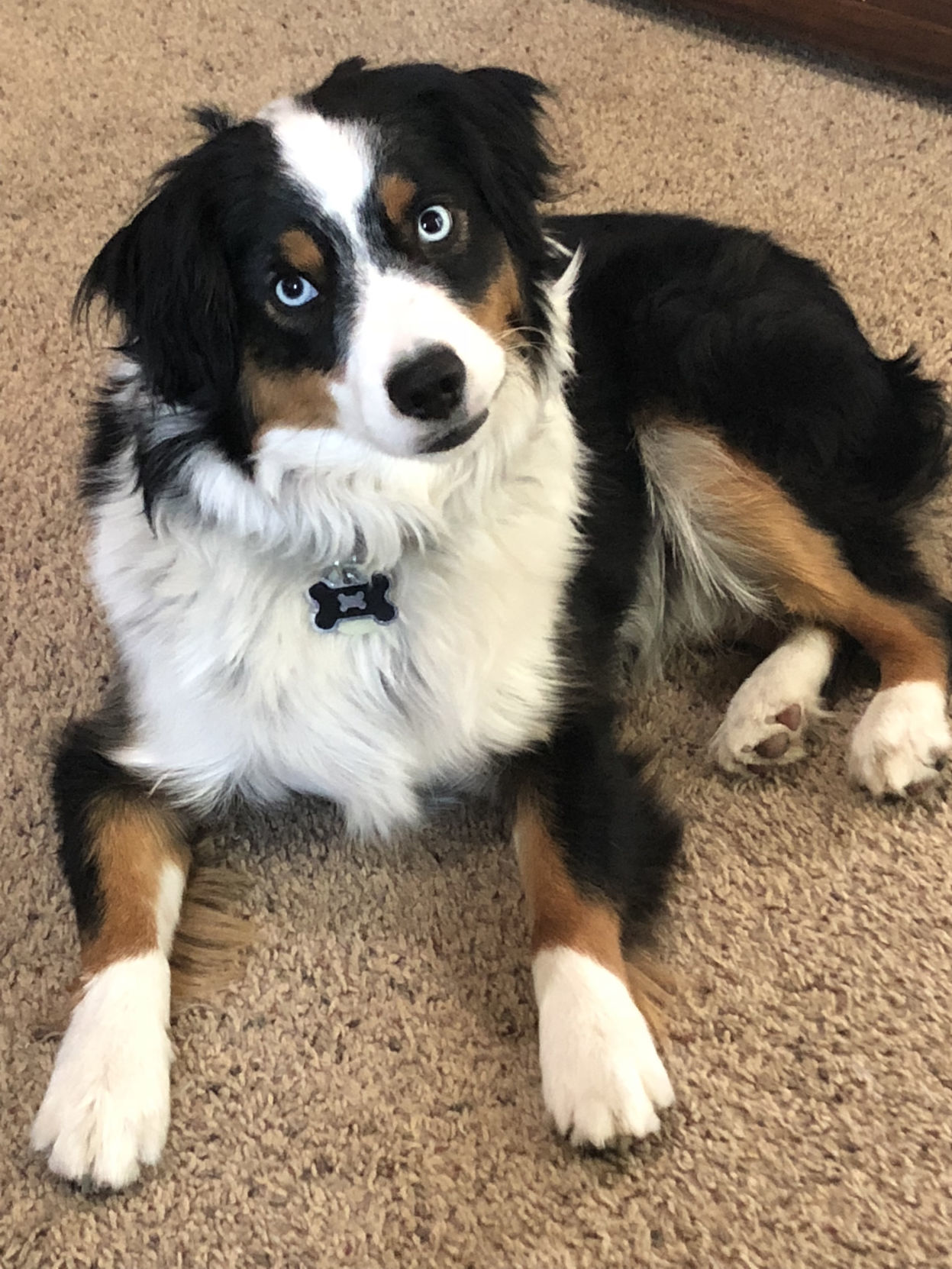 Pic of the Litter: Jax Tichy